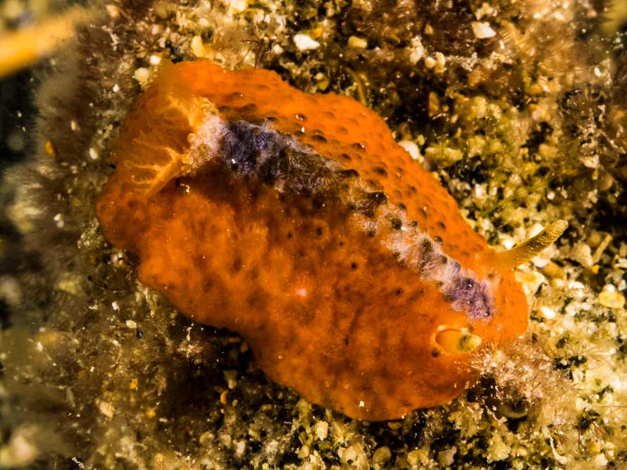 Doris cf nucleola